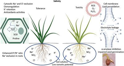 Crop Species Mechanisms and Ecosystem Services for Sustainable Forage Cropping Systems in Salt-Affected Arid Regions